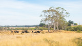 Fototapeta Sawanna - Cattle in Tasmania