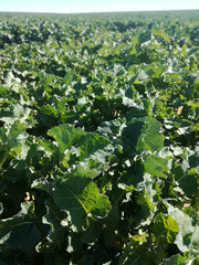 Oilseed rape fields. Green farm land. Colza. Spanish agriculture. Plant in full development, sprouting the flower.