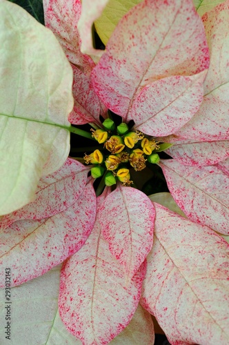 白い葉の部分にピンク色の模様があるポインセチアです Buy This Stock Photo And Explore Similar Images At Adobe Stock Adobe Stock