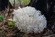 Strange Forest Mushroom Coral Autumn Close Up