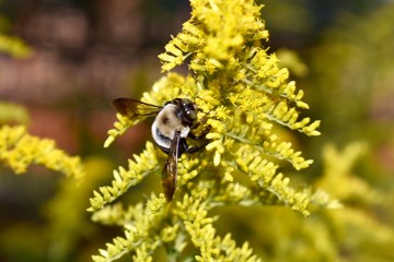 Bumble bee pollinating a yellow flower