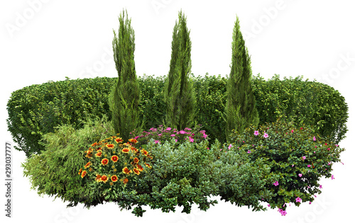 Fotografía Flower hedge isolated on a white background