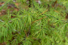 Rare Larch Tree, Leaves Like Pine And Spruce, But Fall In Autumn