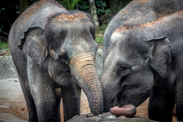 Singapore - JUNE 21, 2019: Two elephants in each other's company