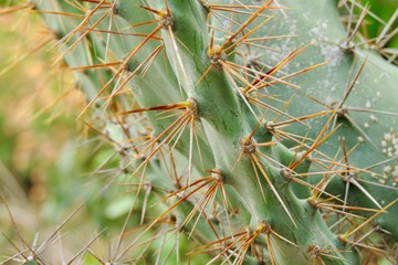 close up of cactus