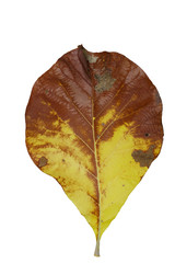 Wall Mural - yellow leaf isolated on white background