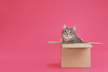 Cute Grey Tabby Cat Sitting In Cardboard Box On Pink Background