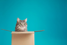 Cute Grey Tabby Cat Sitting In Cardboard Box On Blue Background