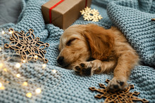 Adorable English Cocker Spaniel Puppy Sleeping Near Christmas Decorations On Blue Knitted Blanket. Winter Season