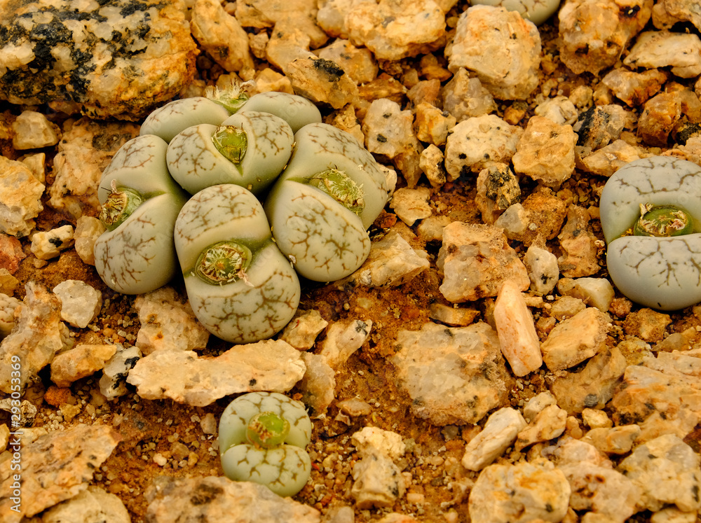Photo Stock Lithops, an unusual rock-like plant. Succulent also known as  living stones or pebble plants  occurring in South Africa and Namibia. |  Adobe Stock