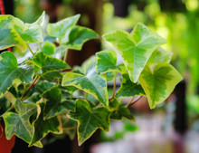 English Ivy In Plant Pot In The Garden , Home And Garden Concept ,selective Focus