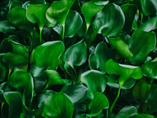 Aufkleber - Green Leaf plant Forest Outdoor Nature abstract Background