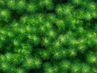 Aufkleber - Ferns Green Leaf plant Forest Outdoor Nature abstract Background
