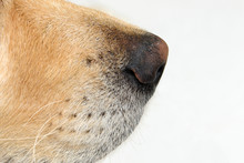 Closeup From Dog Nose From Golden Retriever In Front Of White