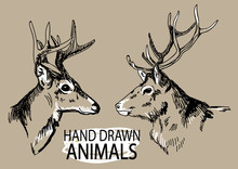 Deer. Drawing By Hand In Vintage Style. Drawing By Hand A Pen. Deer With Big Horns.