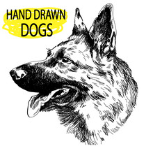 German Shepherd. A Set Of Images. Drawing By Hand In Vintage Style. An Adult Dog, Puppy. Dog Breeds.