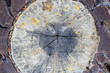 Corte transversal tronco pino negral, resinero, con restos de resina. Pinus pinaster.