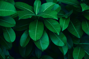  Green leaves pattern background, Natural background and wallpaper