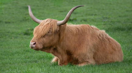 Poster - A highland cow with long hair covering its eyes and characteristic long horns lies on the grass