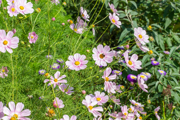 Wall Mural - Beautiful floral background of wild mexican flowers, many beautiful pink cosmos flowers blossom on a meadow in nature, pollination of wild flowers by insects.