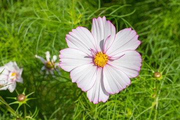 Wall Mural - Large white Cosmos flower close-up on a background of greenery