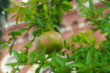 Green Pomegranate (Punica Granatum) Ripens On Tree In An Italian City