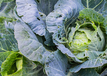 A  Huge Fresh Head Of Cabbage And One Smaller In The Garden With Water Droplets. Wooden Flooring On The Left. Natural Background. 