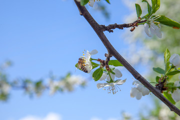 Honeybee on white flower of apple tree collecting pollen and nectar to make sweet honey with medicinal benefits..