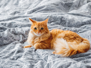 Wall Mural - Cute ginger cat lying in bed. Fluffy pet comfortably settled to sleep or to play. Cozy home background, morning bedtime.