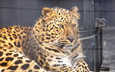 Wall Mural - Portrait of a leopard in a zoo