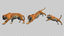 Bengal Tiger Pose Jump Animation With Pose To Pose By 3d Rendering Include Work Path For Alpha.