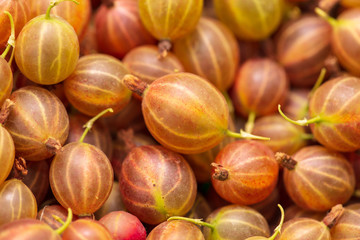 Ripe gooseberries as a background