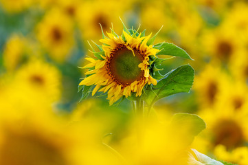 Sunflowers grow in the field