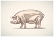 Pig in graphic style, painted in color, hand-drawn Illustration.