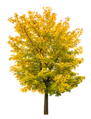 Wall Mural - maple tree autumn isolated white background yellow autumnal leaves