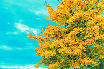 Canvas Print - autumnal maple tree blue sky autumn background vintage toned