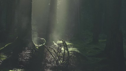 Poster - Mist rising from tree trunks inside forest. Magica autumn morning in the forest. Morning fog in the forest