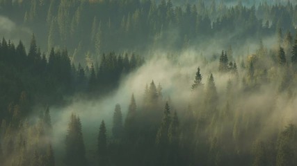 Poster - Static shot. Mist and fog in surise light over trees in forest. Fairy tale landscape. Morning fog int he woods. Autumn sunrise