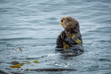 close up of a sea otter in the ocean in tofino, vancouver island, british columbia, canada