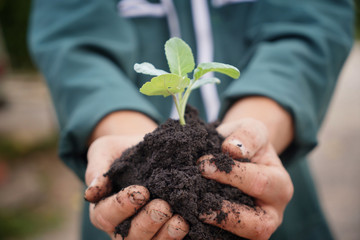 Closeup of farmer's hands holding plant