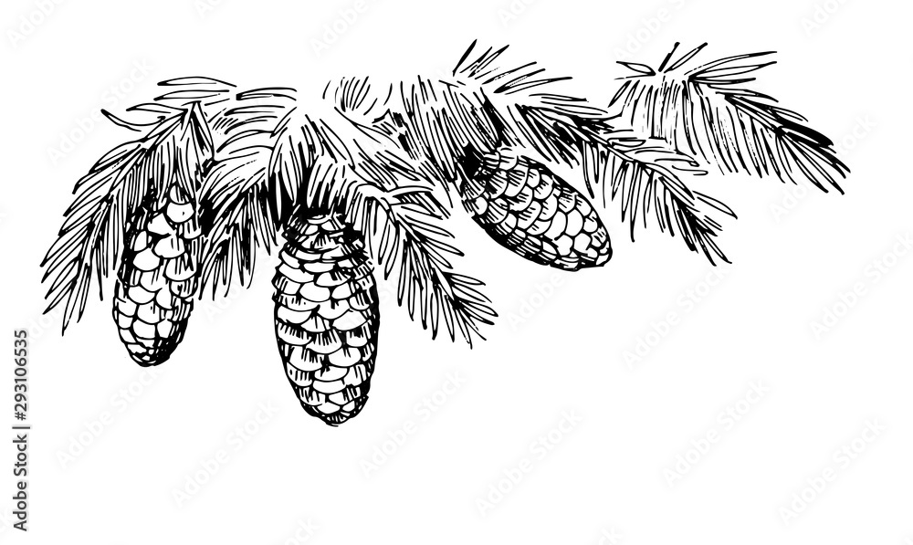Branches of spruce with cones. Hand drawn illustration converted to ...