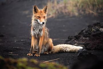 Wall Mural - a magnificent wild red fox (vulpes vulpes) hunting for food to eat