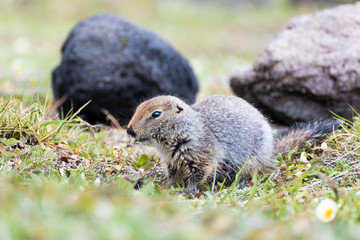 Wall Mural - Cute wild gopher in the grass