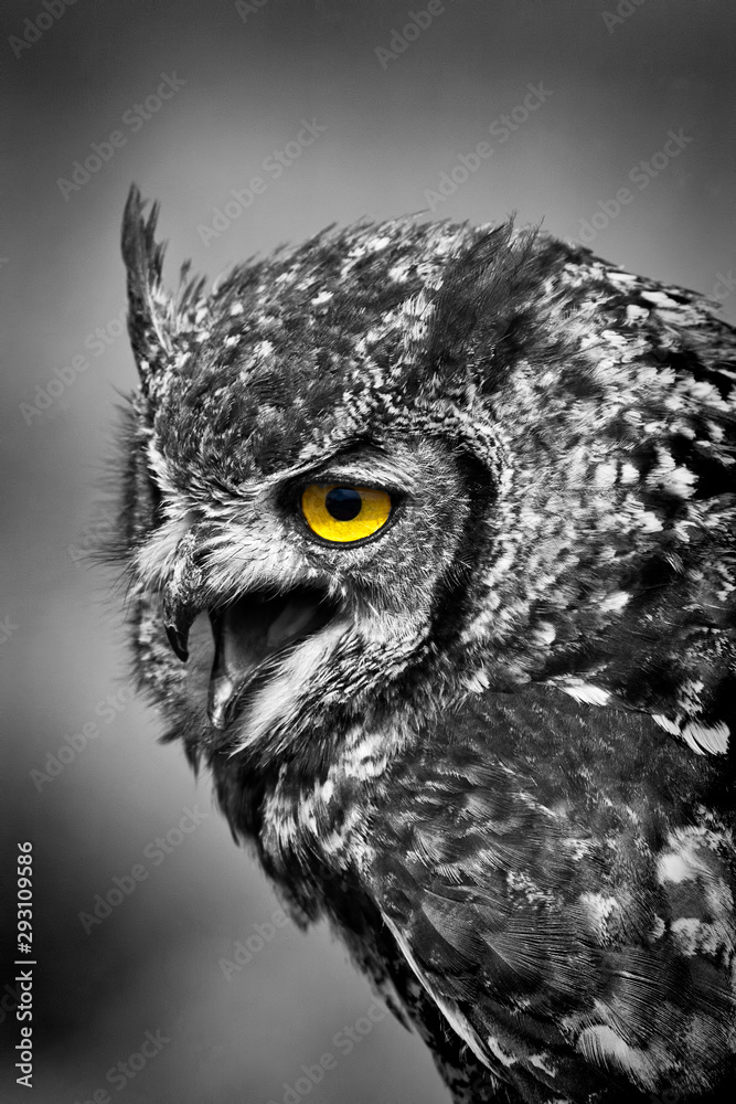 Spotted Eagle Owl with open beak mono yellow eye - obrazy, fototapety, plakaty 