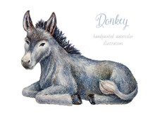 Donkey. Watercolor Illustration