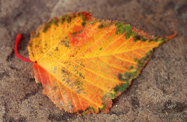 Colourful autumn leaf