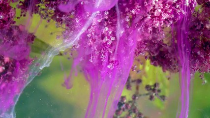 Wall Mural - Japanese spirea (Spiraea japonica). Acrylic colors and ink in water.