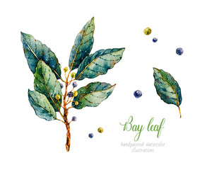 Bay leaf. Watercolor laurel. Herbs. Watercolor botanical hand drawn illustration. Black pepper
