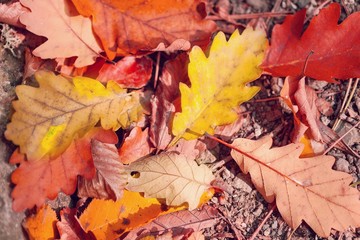 Wall Mural - Autumn.