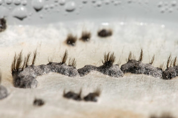 Sticker - An extreme magnified macro view of Botrytis cinerea fungi growing inside a scientific research laboratory, a common disease of fruit and flora, aka grey rot.